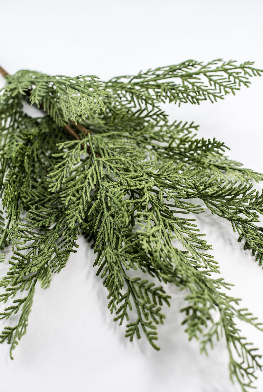 Cedar evergreen spray