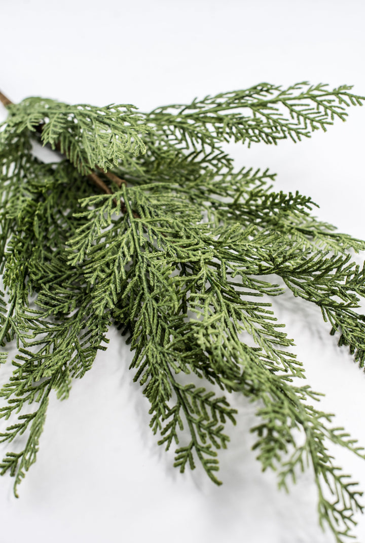 Cedar evergreen spray
