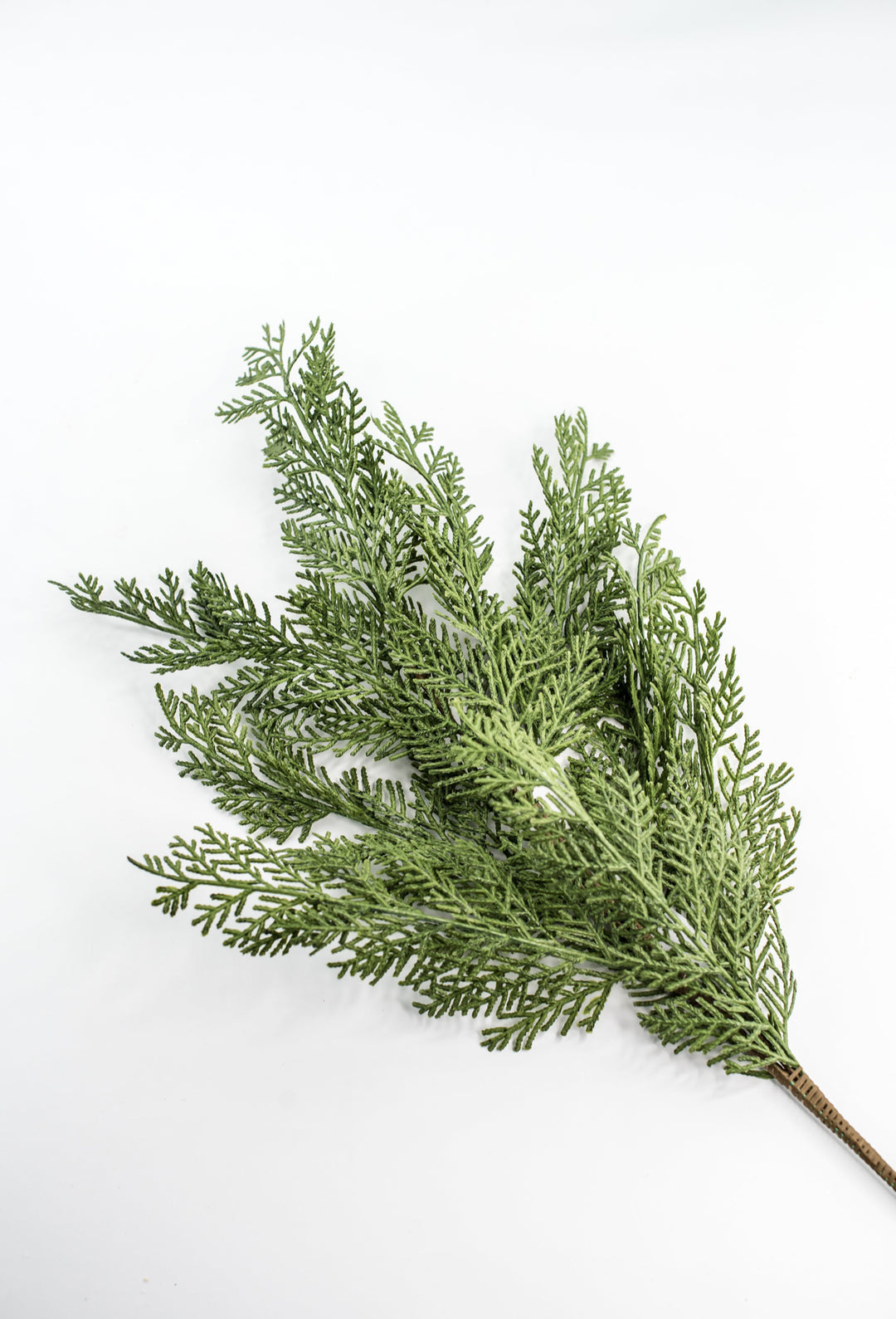 Cedar evergreen spray