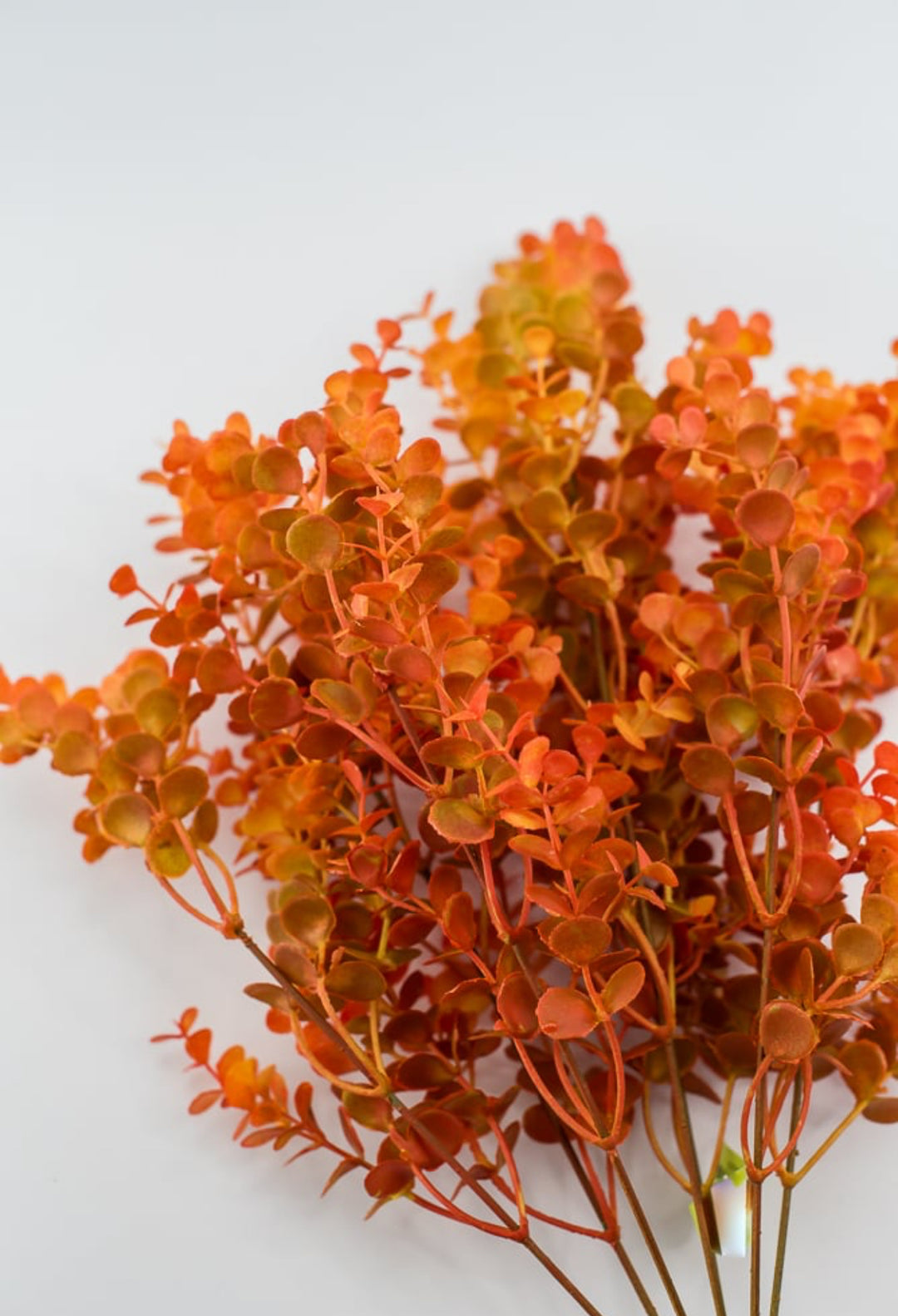 Eucalyptus bush - dark orange red