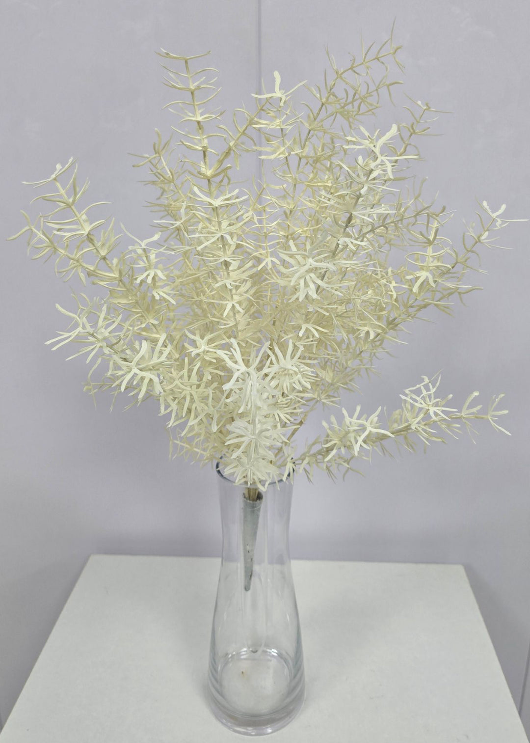 Cream Sprengeri Bush