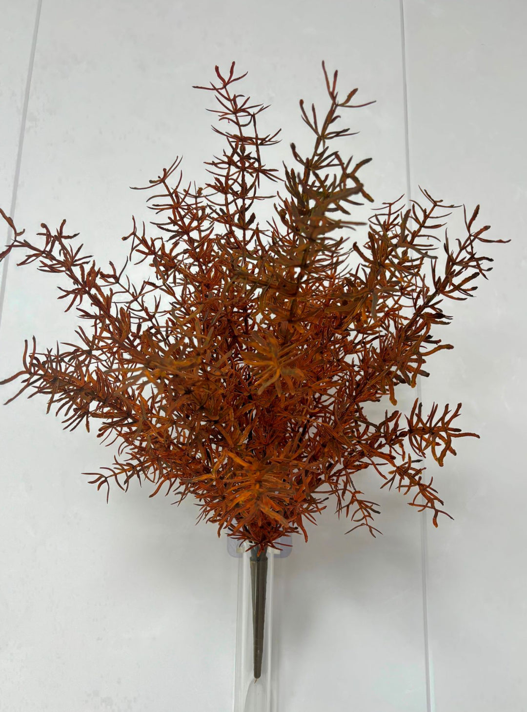 Brown Sprengeri Bush