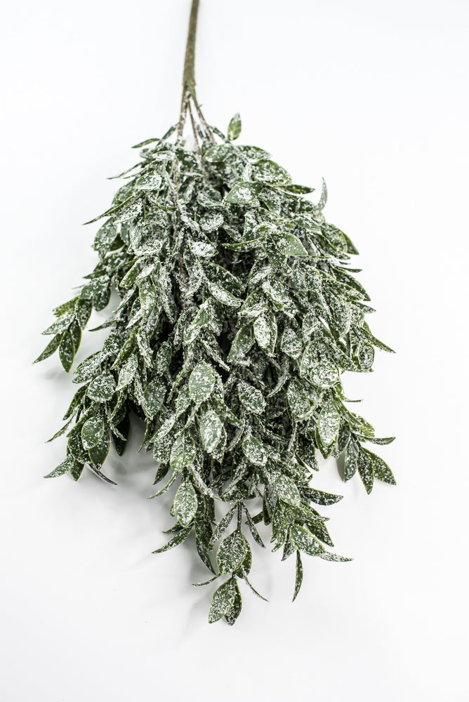 Winter Ruscus Bush