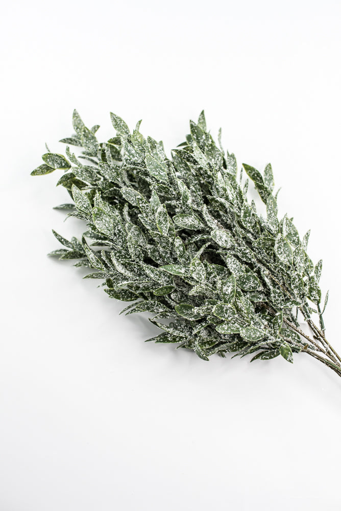 Winter Ruscus Bush