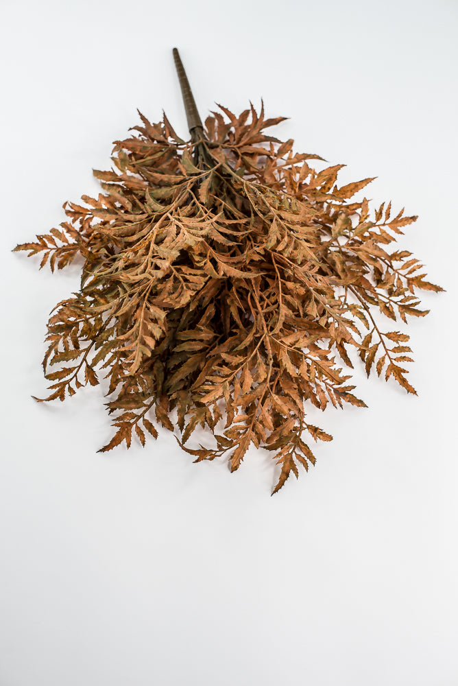 Rusty Fern Bush