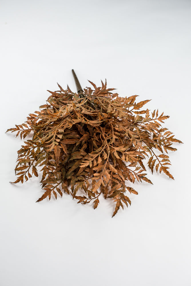 Rusty Fern Bush