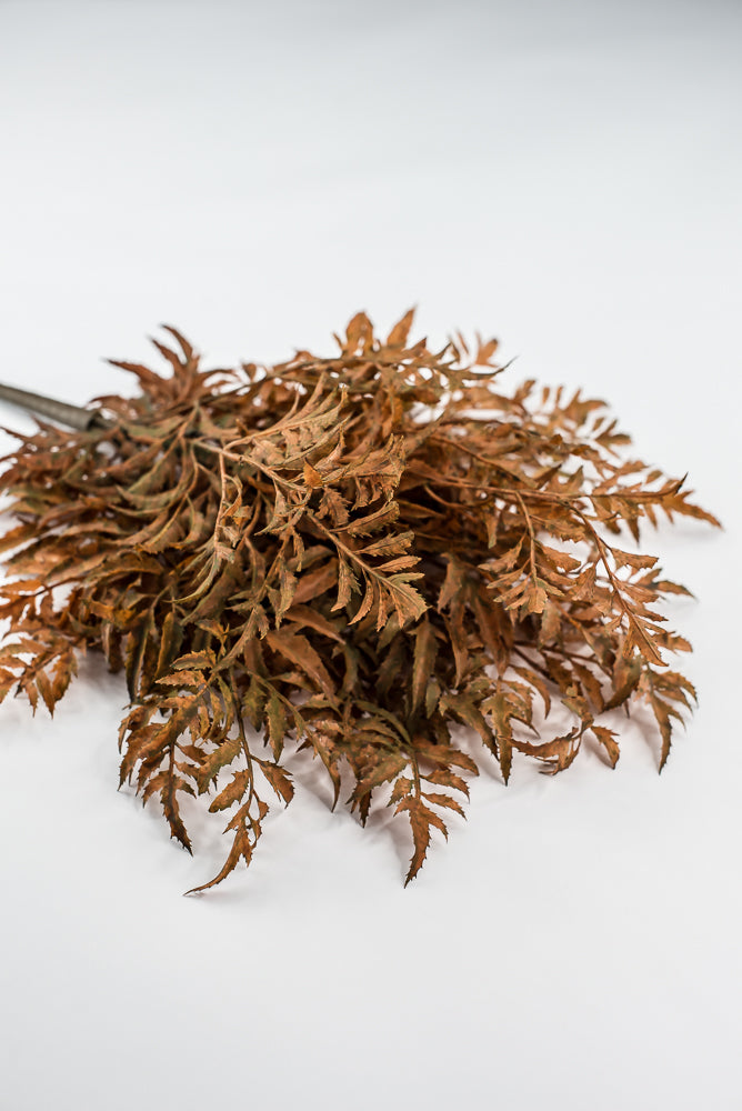Rusty Fern Bush