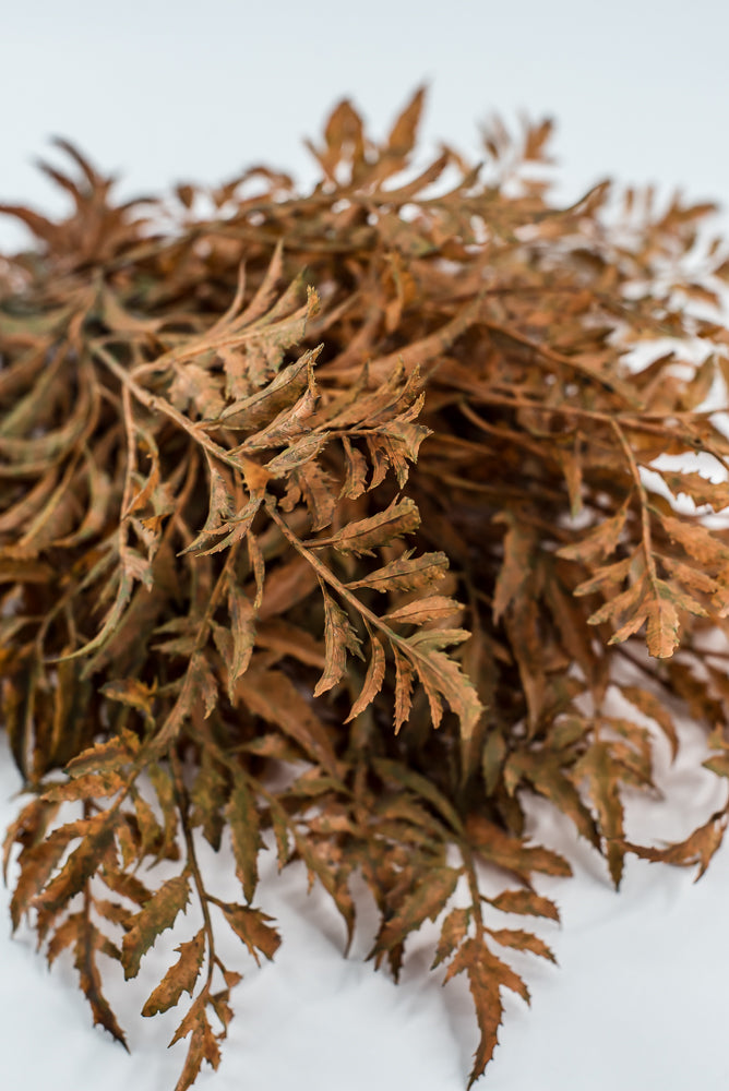 Rusty Fern Bush