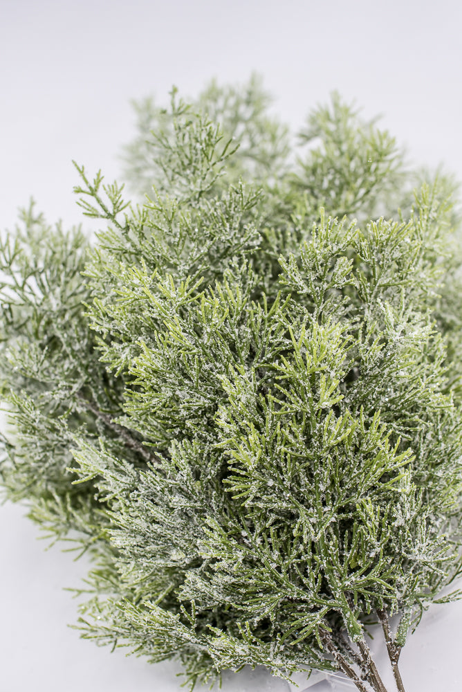 Cedar Iced Bush