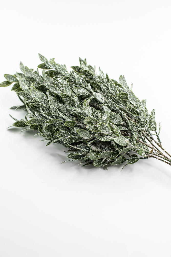 Winter Ruscus Bush