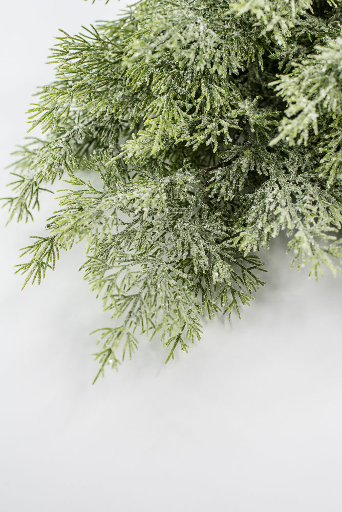 Cedar Iced Bush