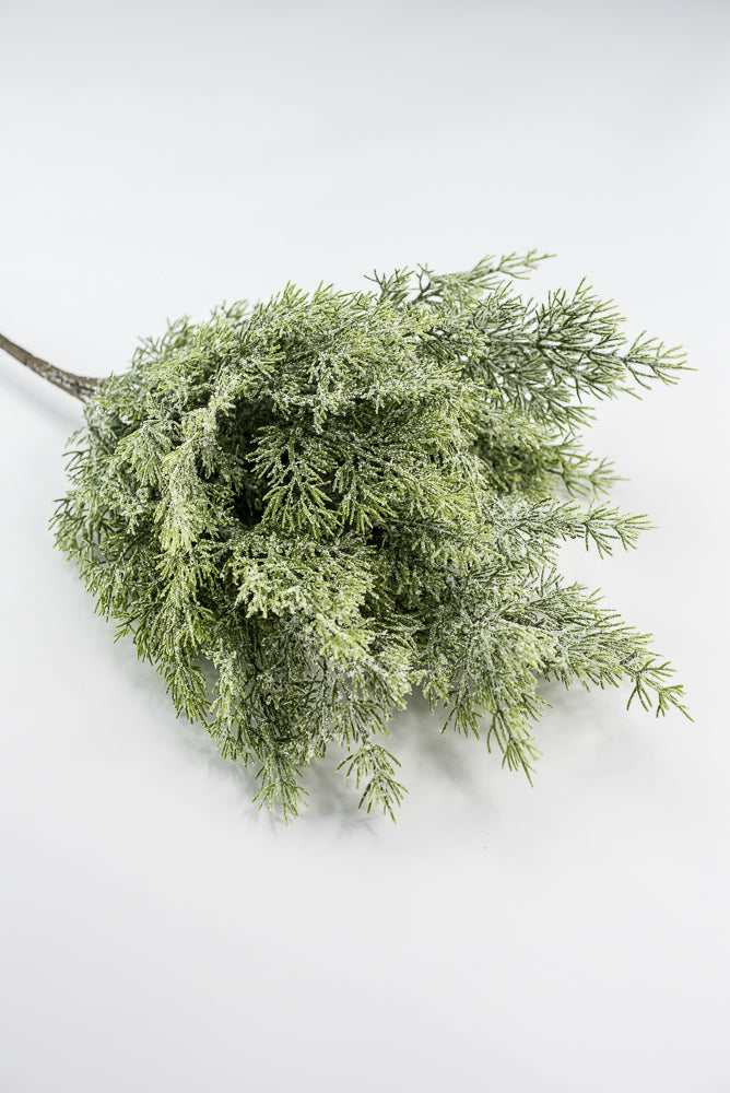 Cedar Iced Bush