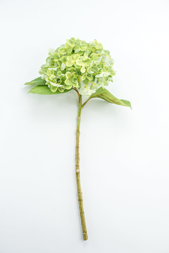 Green, Hydrangea stem