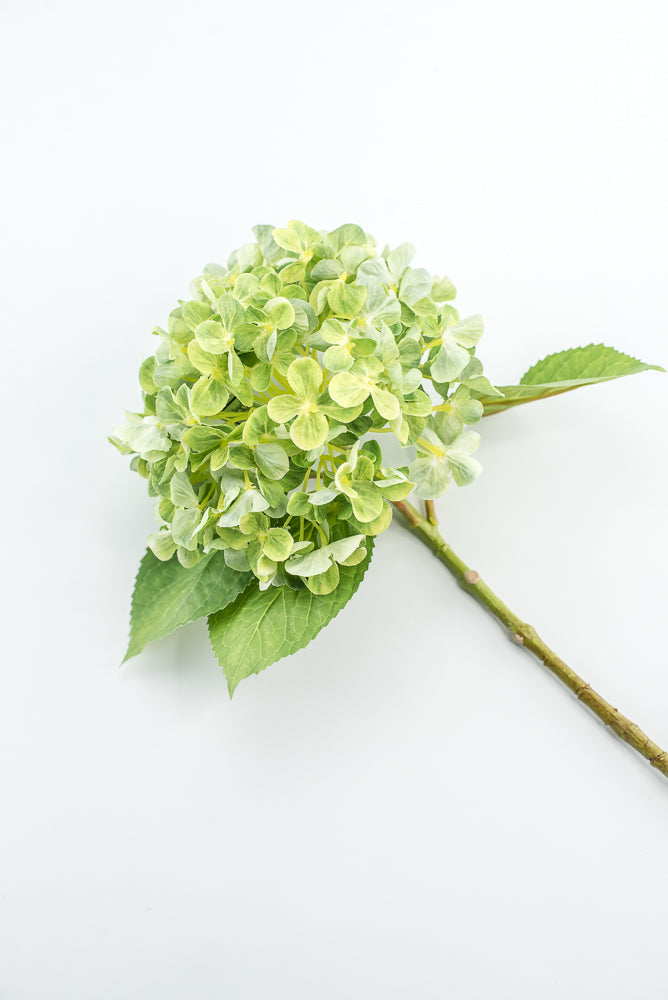 Green, Hydrangea stem