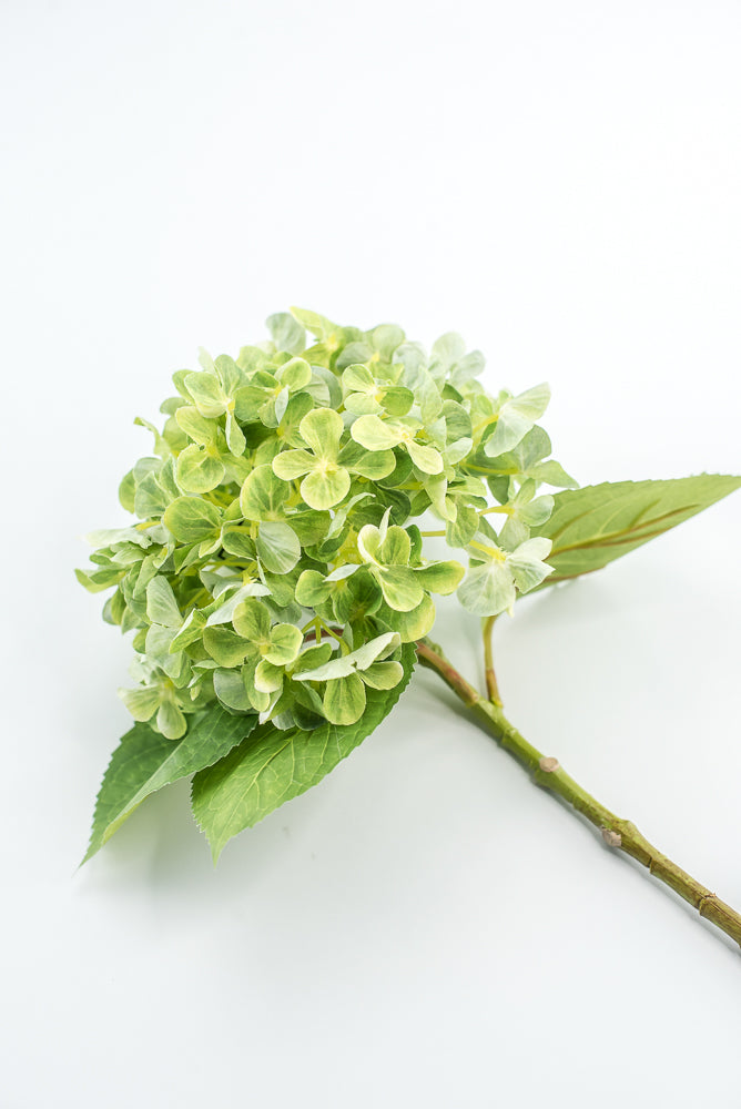 Green, Hydrangea stem