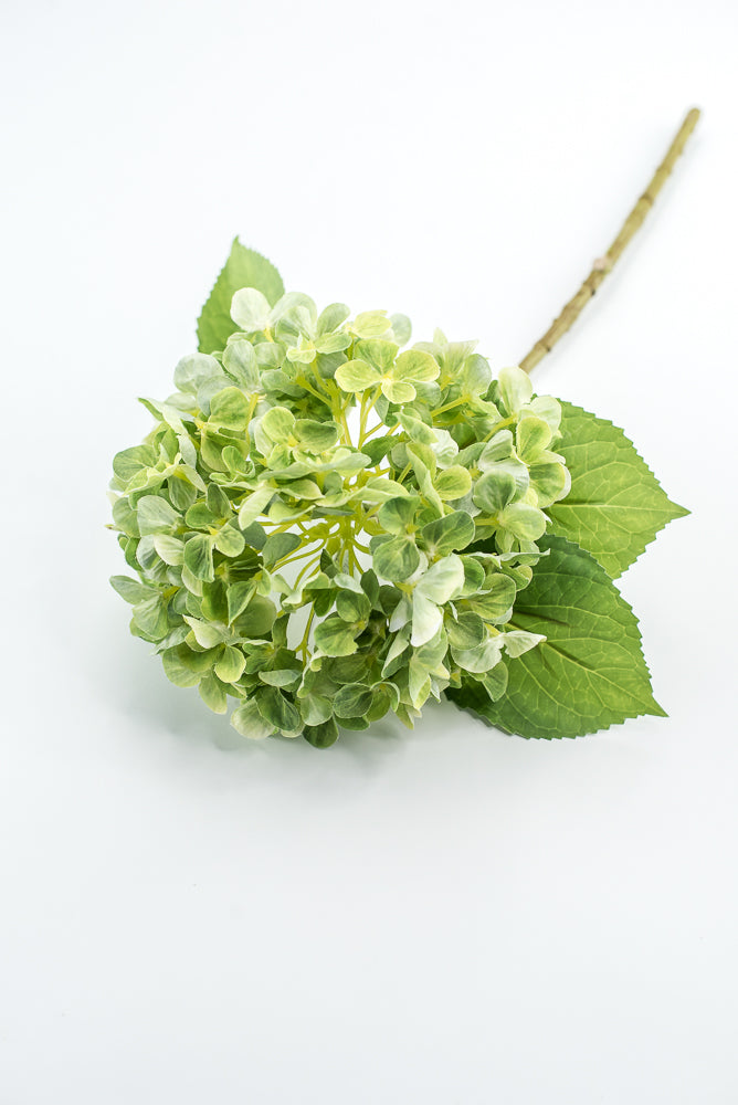 Green, Hydrangea stem