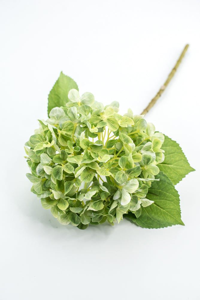 Green, Hydrangea stem