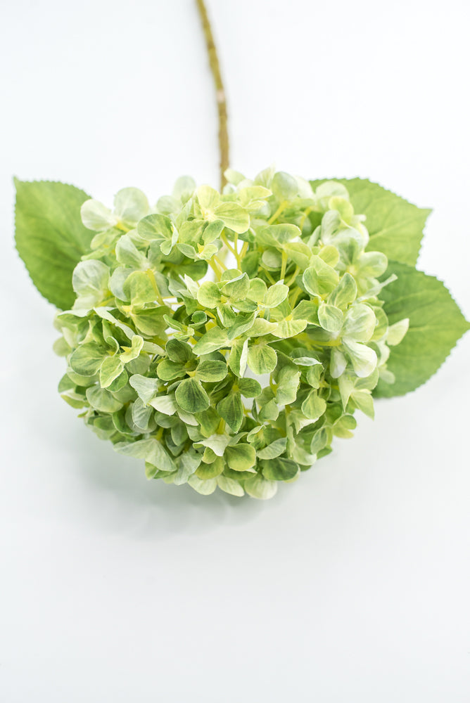 Green, Hydrangea stem