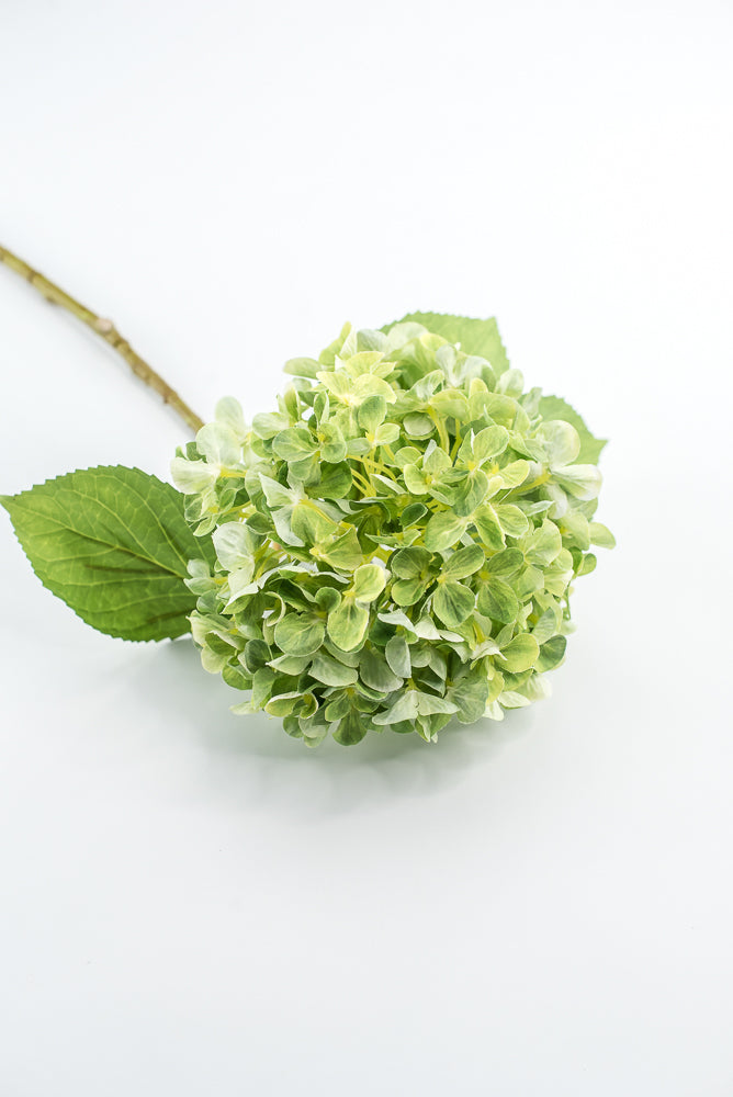 Green, Hydrangea stem