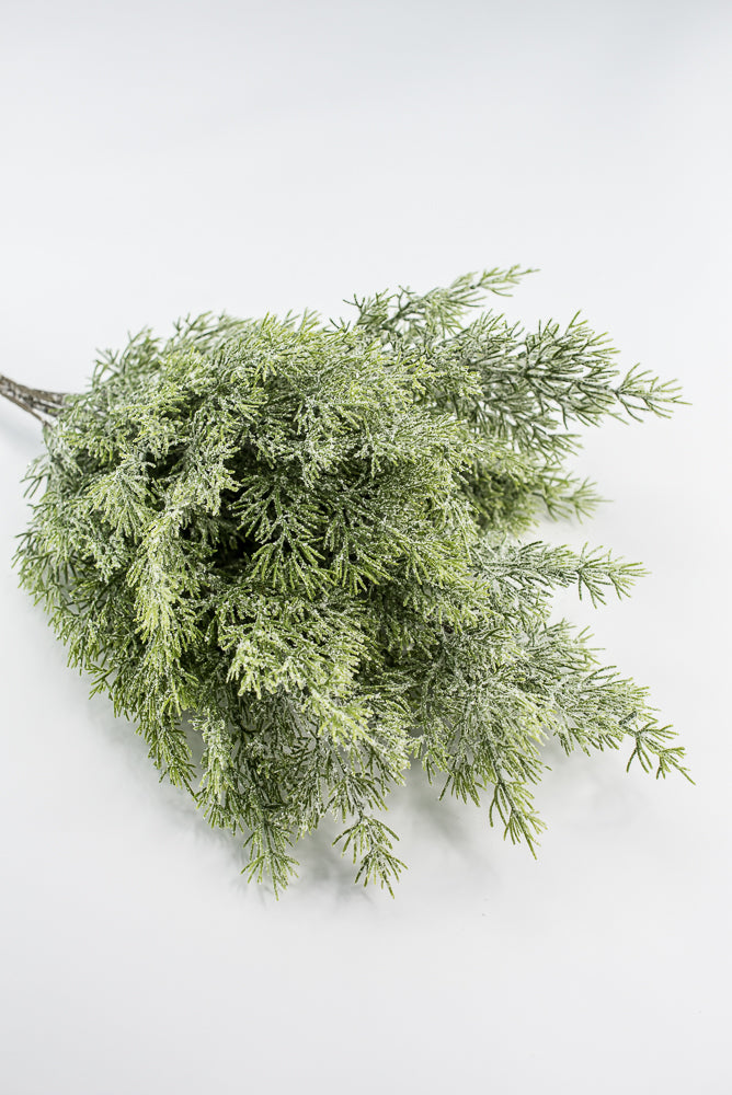 Cedar Iced Bush