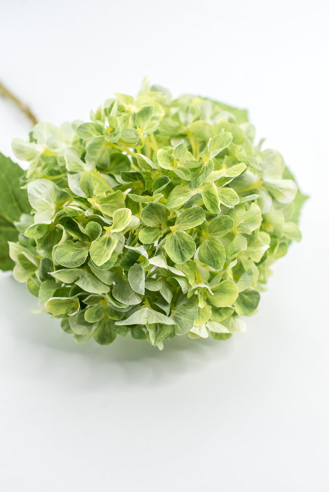 Green, Hydrangea stem
