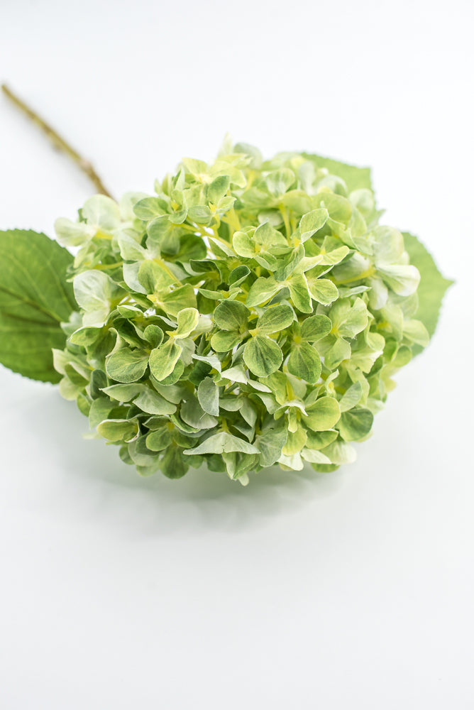 Green, Hydrangea stem