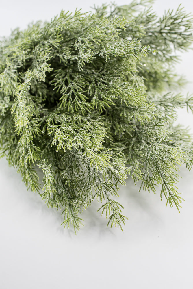 Cedar Iced Bush