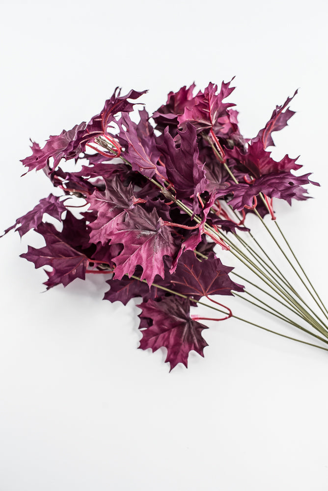 Magenta Purple Maple Leaf Bush