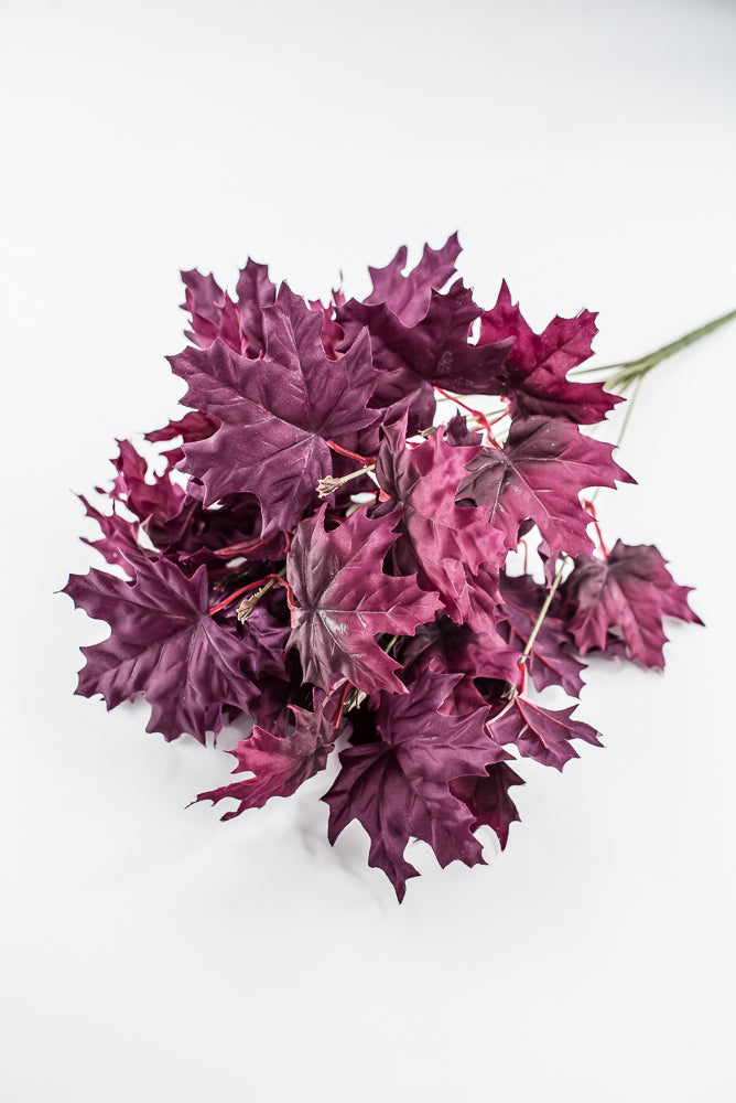 Magenta Purple Maple Leaf Bush