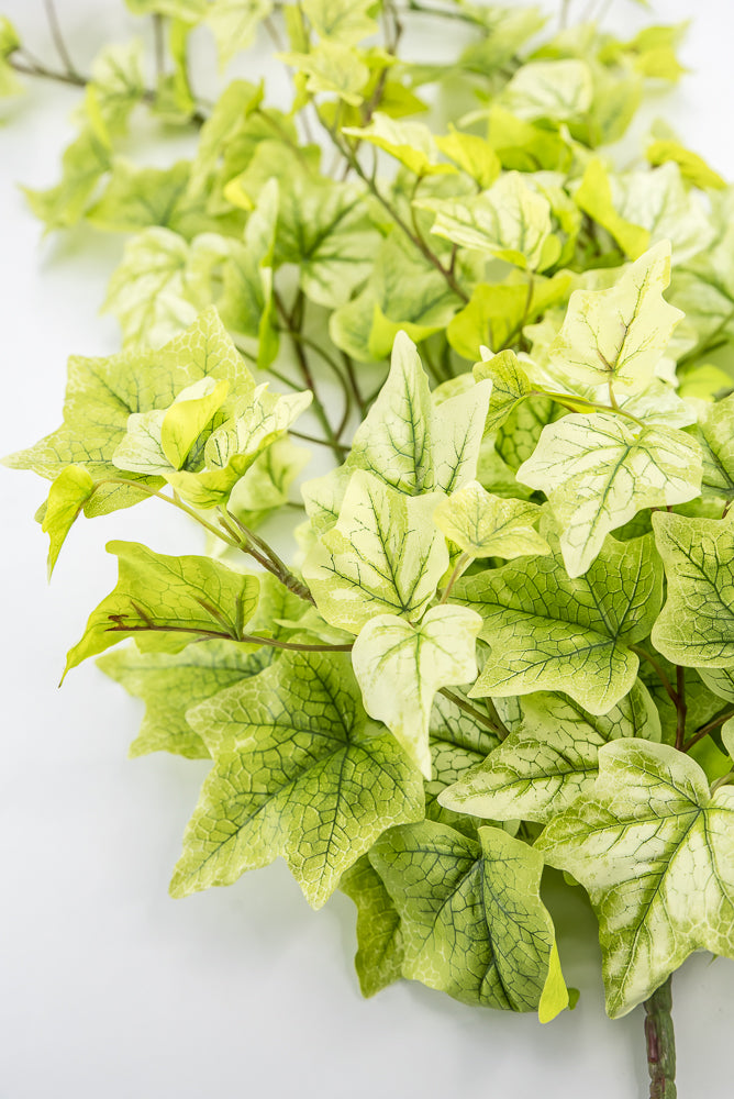 Lemon Lime Hanging Green Ivy Bush - 39”