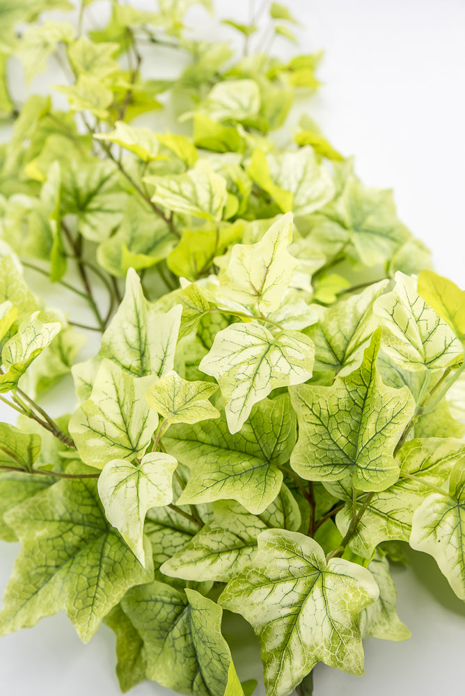 Lemon Lime Hanging Green Ivy Bush - 39”