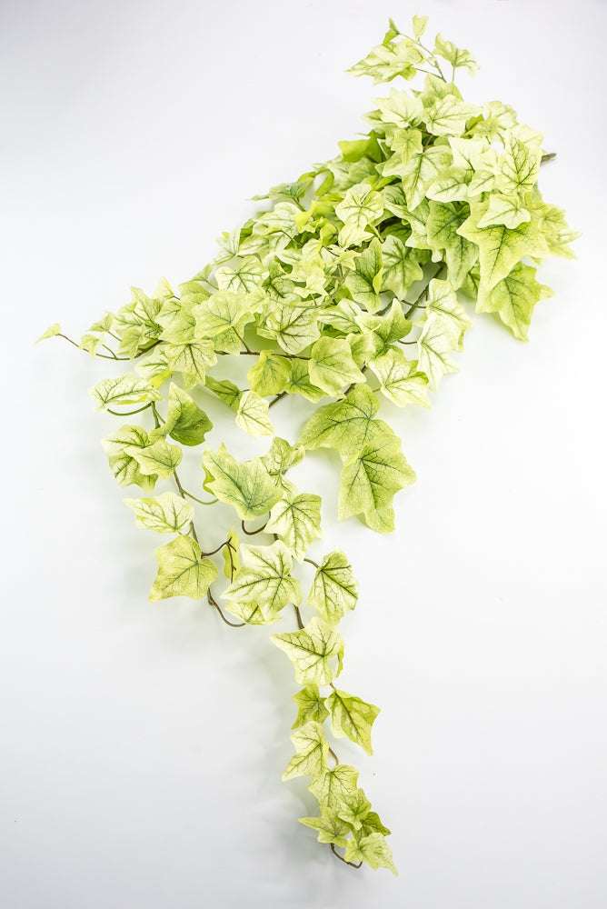 Lemon Lime Hanging Green Ivy Bush - 39”