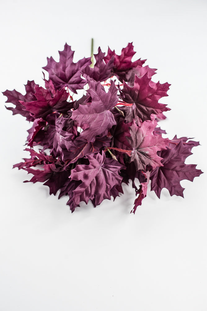 Magenta Purple Maple Leaf Bush