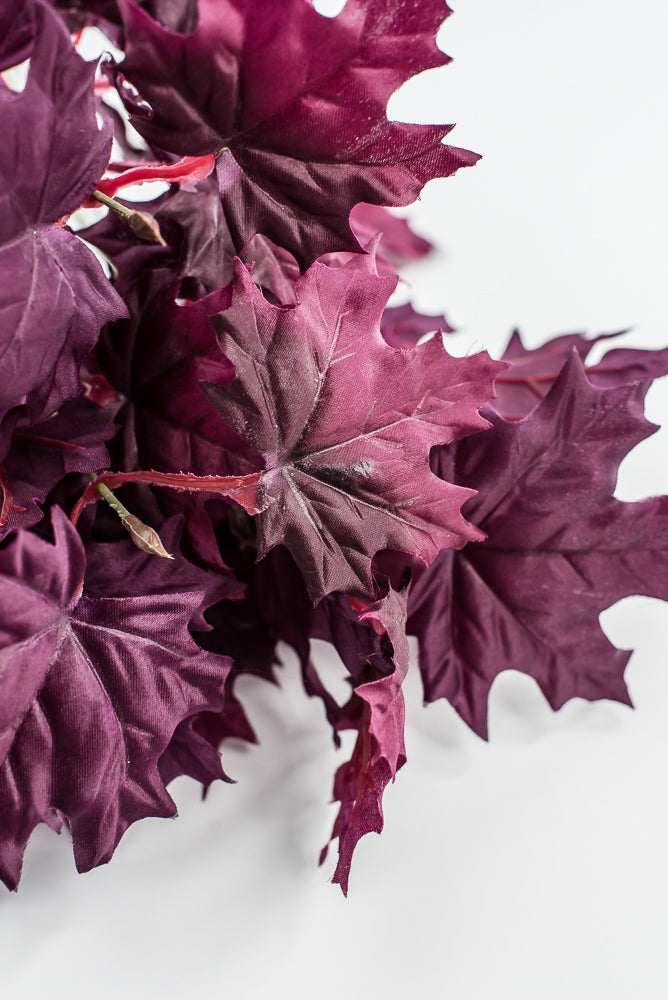Magenta Purple Maple Leaf Bush