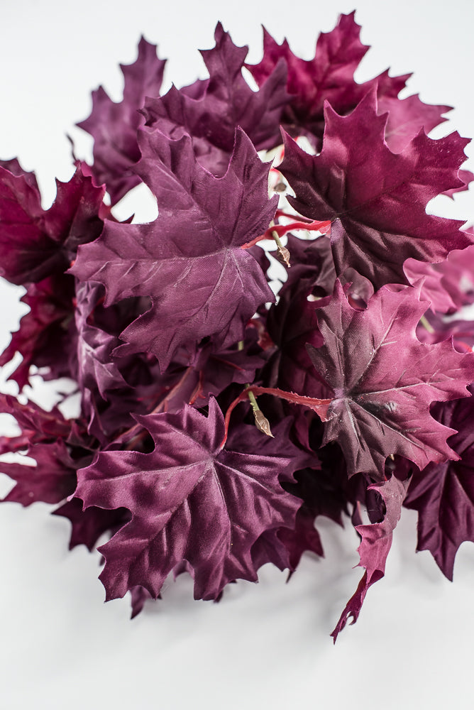 Magenta Purple Maple Leaf Bush