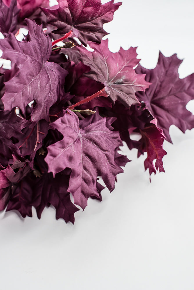 Magenta Purple Maple Leaf Bush