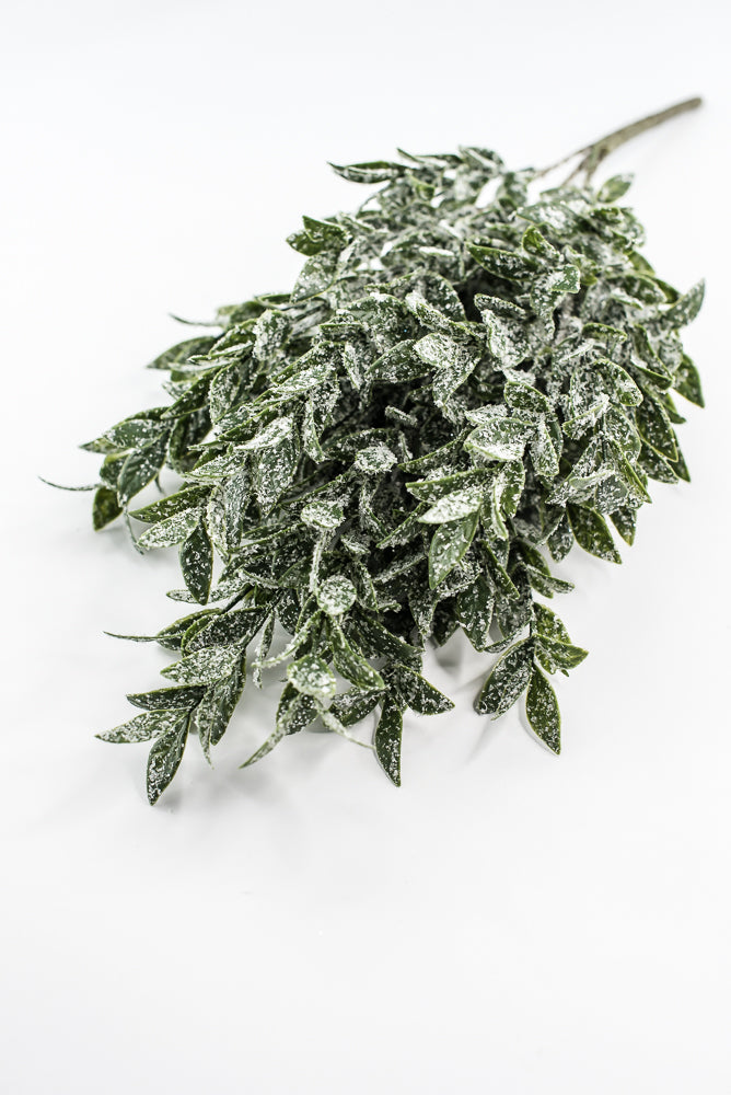 Winter Ruscus Bush
