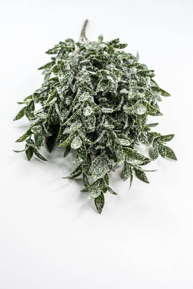 Winter Ruscus Bush