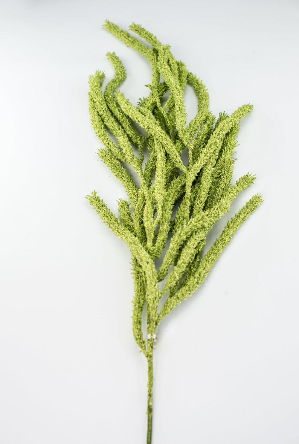 Amaranthus hanging spray - light green - Greenery Marketspring summer greeneryFL6359/LG
