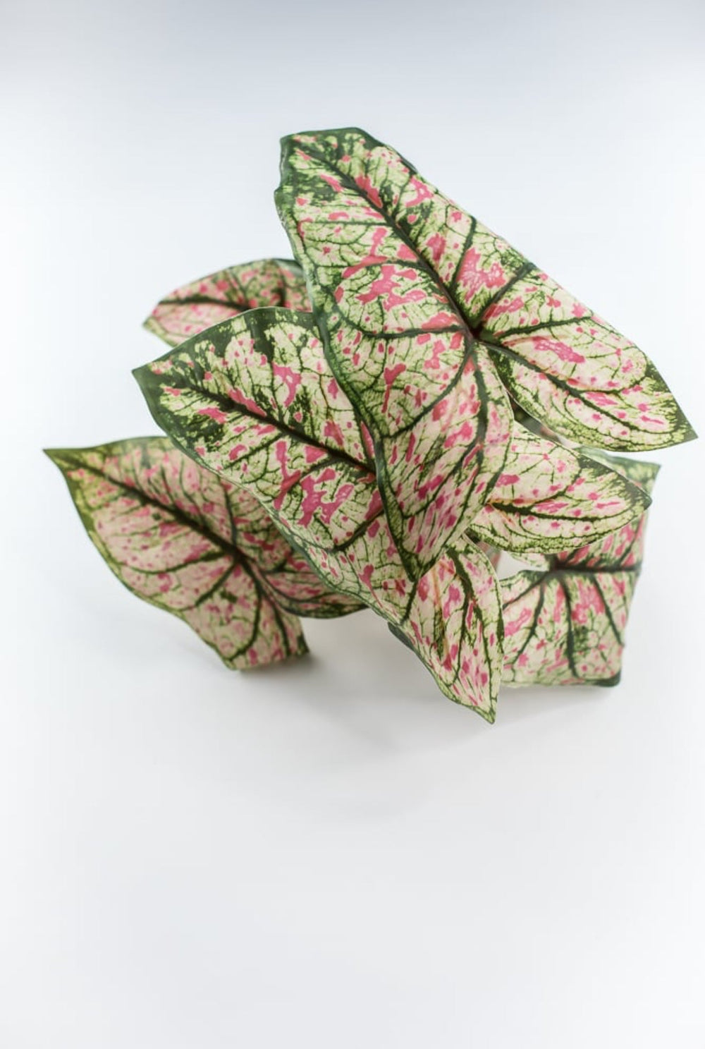 Artificial caladinum bush - cream pink - Greenery MarketgreeneryFL6497 - GCP