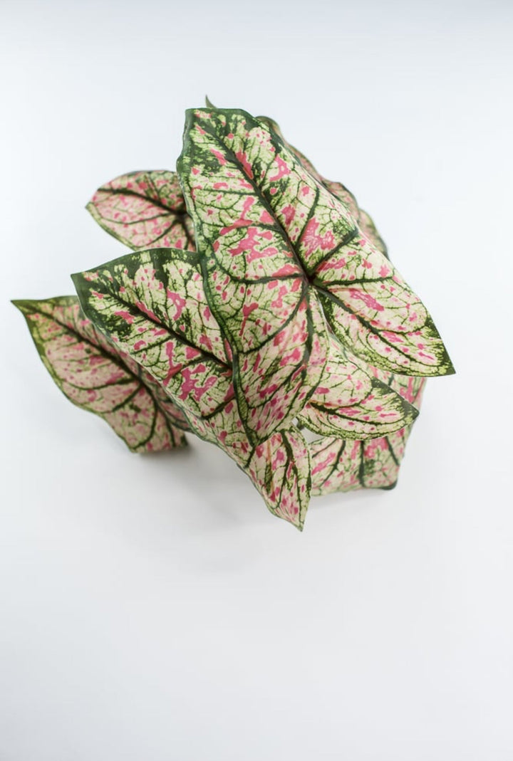 Artificial caladinum bush - cream pink - Greenery MarketgreeneryFL6497 - GCP