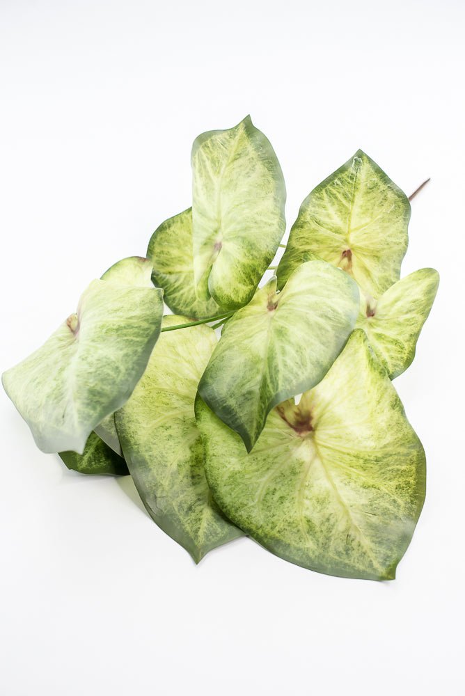 Artificial caladinum bush - Green White - Greenery MarketgreeneryMTF24456 GRWH