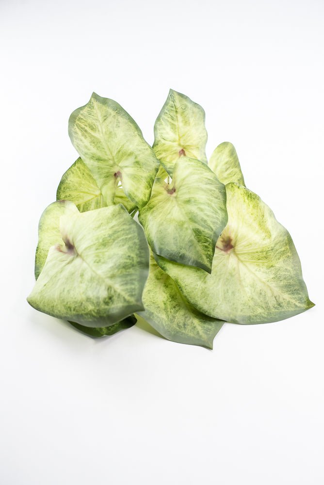 Artificial caladinum bush - Green White - Greenery MarketgreeneryMTF24456 GRWH