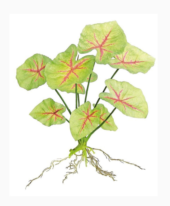 Artificial caladinum plant - Greenery MarketgreeneryFl5820 - GR
