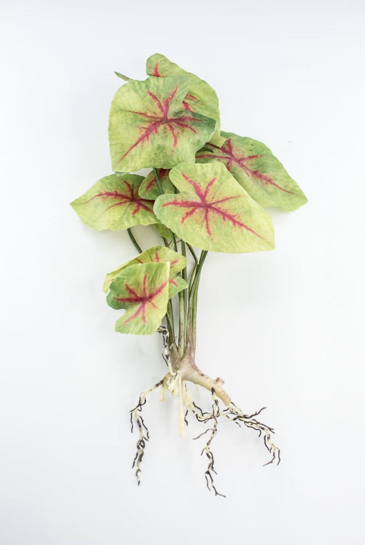 Artificial caladinum plant - Greenery MarketgreeneryFl5820 - GR