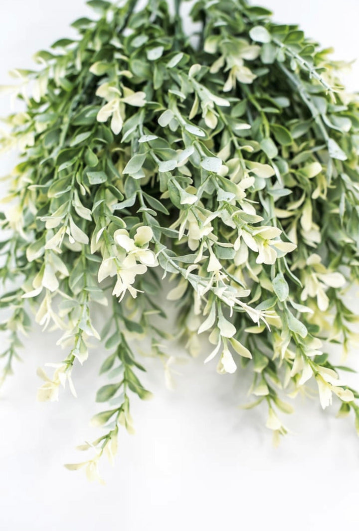 Artificial, cream tipped, boxwood bush x 2 bushes - Greenery Marketgreenery43236