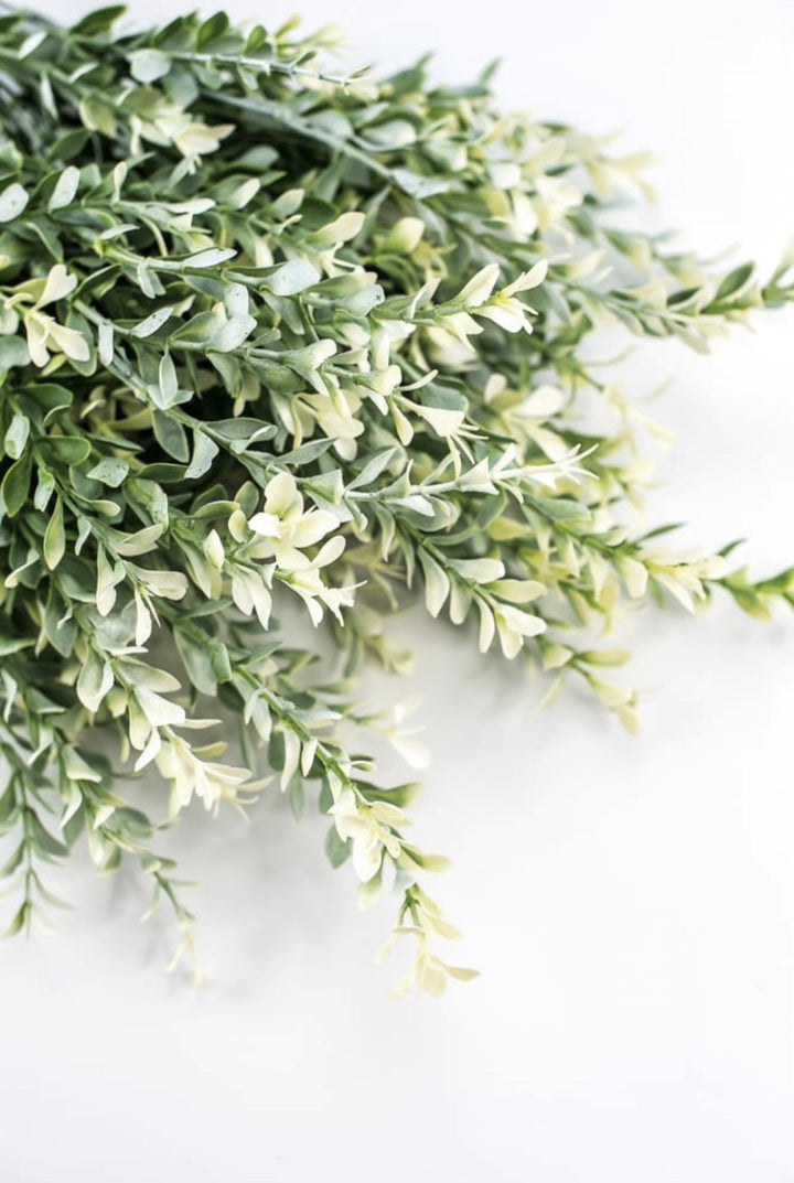 Artificial, cream tipped, boxwood bush x 2 bushes - Greenery Marketgreenery43236