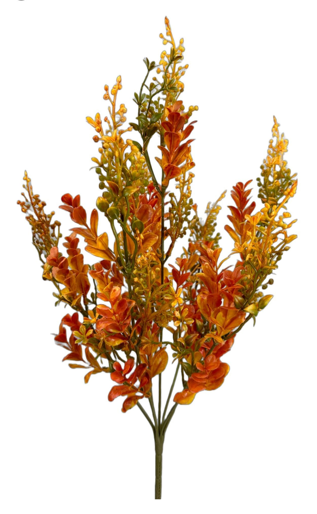 Autumn Boxwood Seedum bush - Greenery Marketgreenery57014YWBN