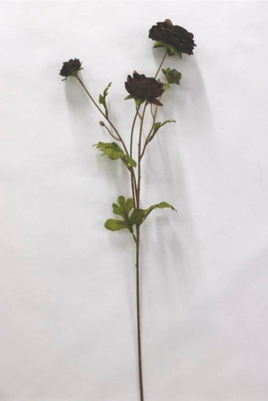 Brown Ruffle Ranunculus Spray - 26" - Greenery Market6591BRN