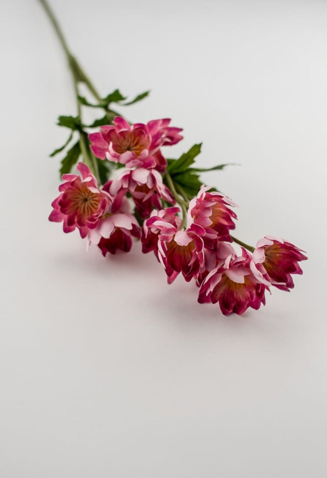 Cerise pink lewisia spray - Greenery Market5607 - CERP